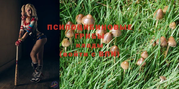 прущие грибы Баксан